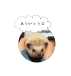 ☆らりるRIEと癒しのペット達☆（個別スタンプ：28）