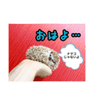 ☆らりるRIEと癒しのペット達☆（個別スタンプ：31）