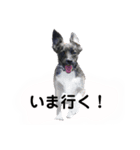 Dのつぶやき（個別スタンプ：1）