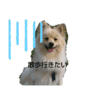 ポメラニアンの一日（個別スタンプ：1）