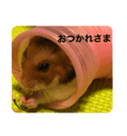ゴールデンハムスターのシンバ＆アリス（個別スタンプ：1）