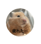 ゴールデンハムスターのシンバ＆アリス（個別スタンプ：5）