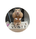 ゴールデンハムスターのシンバ＆アリス（個別スタンプ：8）