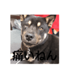 くろさまくろぐろ（個別スタンプ：5）