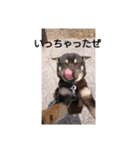 くろさまくろぐろ（個別スタンプ：7）