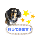 イッヌのいる生活ー（個別スタンプ：2）