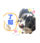 イッヌのいる生活ー（個別スタンプ：8）