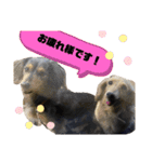 イッヌのいる生活ー（個別スタンプ：11）