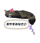 イッヌのいる生活ー（個別スタンプ：13）