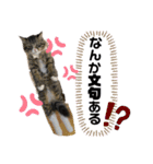イッヌのいる生活ー（個別スタンプ：15）