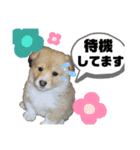イッヌのいる生活ー（個別スタンプ：16）