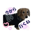 ミニチュアダックスみくのスタンプです。（個別スタンプ：17）