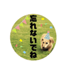 ミニチュアダックスみくのスタンプです。（個別スタンプ：40）