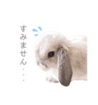 小次郎と小梅（個別スタンプ：13）