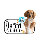 愛犬yacoスタンプ➁（個別スタンプ：11）