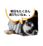 チワワ♡ティンク②（個別スタンプ：11）