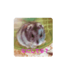 ハムスター♡プニ 日常よく使うあいさつ（個別スタンプ：1）