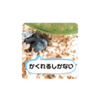 ハムスター♡プニ 日常よく使うあいさつ（個別スタンプ：4）