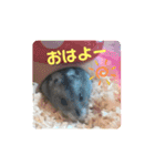 ハムスター♡プニ 日常よく使うあいさつ（個別スタンプ：9）