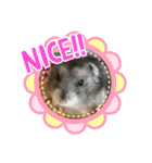 ハムスター♡プニ 日常よく使うあいさつ（個別スタンプ：10）