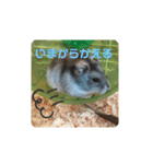 ハムスター♡プニ 日常よく使うあいさつ（個別スタンプ：12）