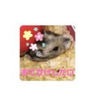 ハムスター♡プニ 日常よく使うあいさつ（個別スタンプ：13）