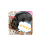 ハムスター♡プニ 日常よく使うあいさつ（個別スタンプ：15）