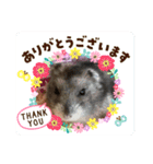 ハムスター♡プニ 日常よく使うあいさつ（個別スタンプ：16）