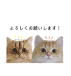 もふもふねこちゃん(敬語)（個別スタンプ：5）