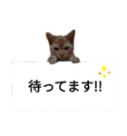 ことごとく誘ってくる猫達（個別スタンプ：7）