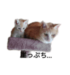 ことごとく誘ってくる猫達（個別スタンプ：9）
