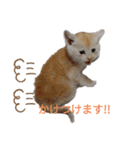ことごとく誘ってくる猫達（個別スタンプ：10）