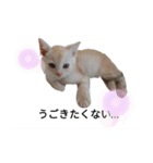 ことごとく誘ってくる猫達（個別スタンプ：11）
