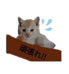 ことごとく誘ってくる猫達（個別スタンプ：14）
