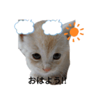 ことごとく誘ってくる猫達（個別スタンプ：15）