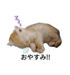 ことごとく誘ってくる猫達（個別スタンプ：16）
