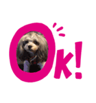 愛犬ラブリ（個別スタンプ：5）