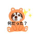 タヌキ犬（個別スタンプ：1）