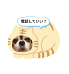 タヌキ犬（個別スタンプ：8）