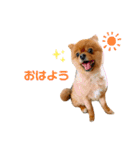 ワンコのぽんず（個別スタンプ：1）