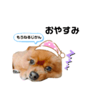 ワンコのぽんず（個別スタンプ：2）