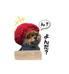 ワンコのぽんず（個別スタンプ：5）