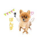 ワンコのぽんず（個別スタンプ：6）