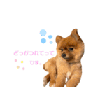 ワンコのぽんず（個別スタンプ：7）