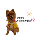 ワンコのぽんず（個別スタンプ：8）