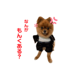 ワンコのぽんず（個別スタンプ：9）