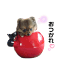 ワンコのぽんず（個別スタンプ：12）