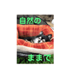 チワワの独り言3〜まったり編〜（個別スタンプ：1）