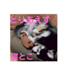 チワワの独り言3〜まったり編〜（個別スタンプ：5）