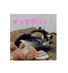 チワワの独り言3〜まったり編〜（個別スタンプ：6）